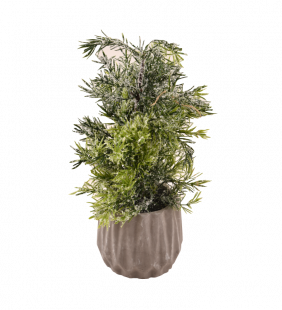 aiguilles-de-pin-1.png Aiguilles de pin