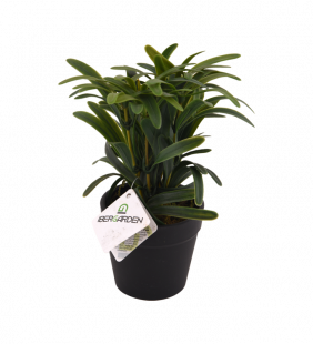 Plante artificielle à ...