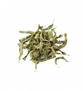 verveine-2.png Verveine